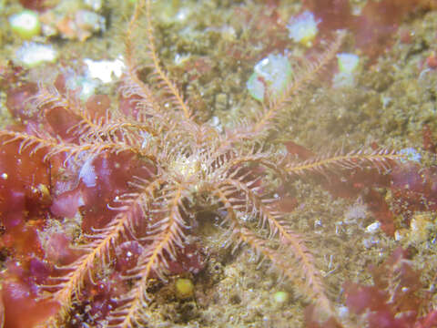 Image of rosy feather-star