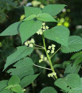 Image of Laportea peduncularis (Wedd.) Chew