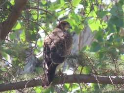 Image of Parabuteo unicinctus unicinctus (Temminck 1824)