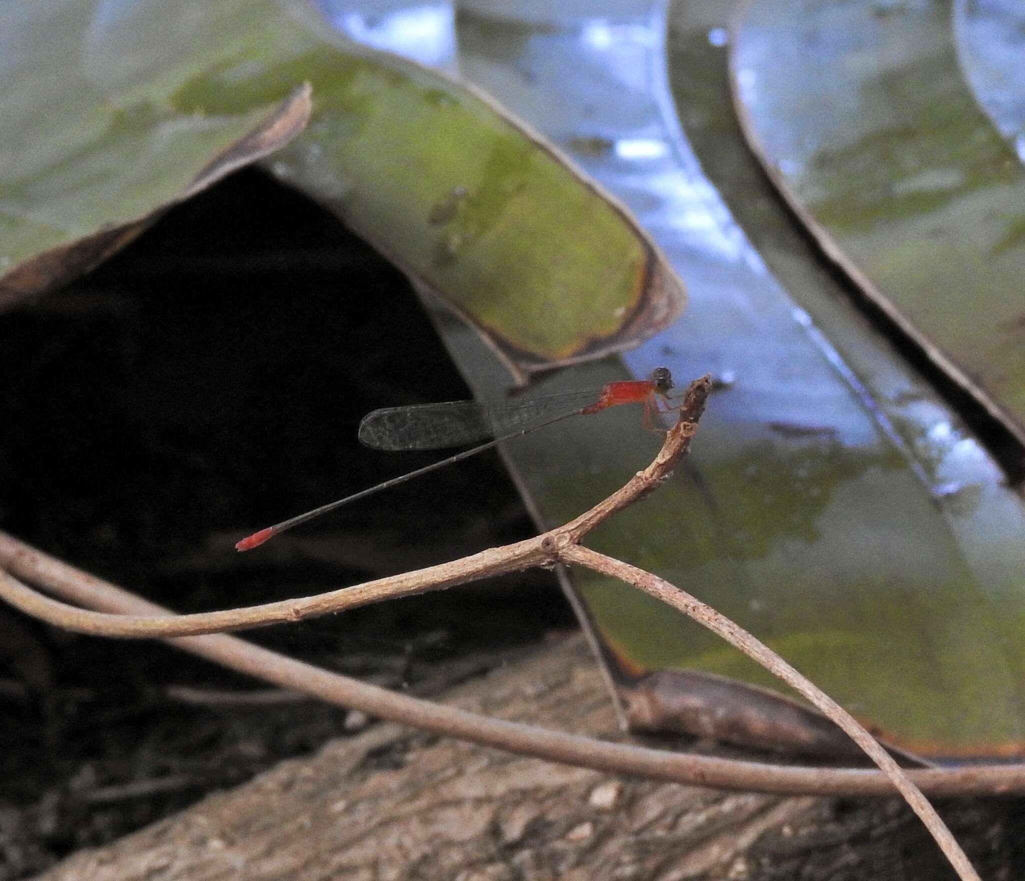 Image of Teinobasis rufithorax (Selys 1877)