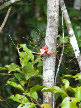 صورة Didymocheton roseus (Baill.) Holzmeyer & Mabb.