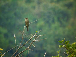 Image of Greater Pewee