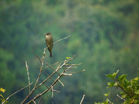 Image of Greater Pewee