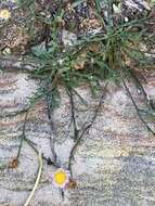 Image of Zion fleabane