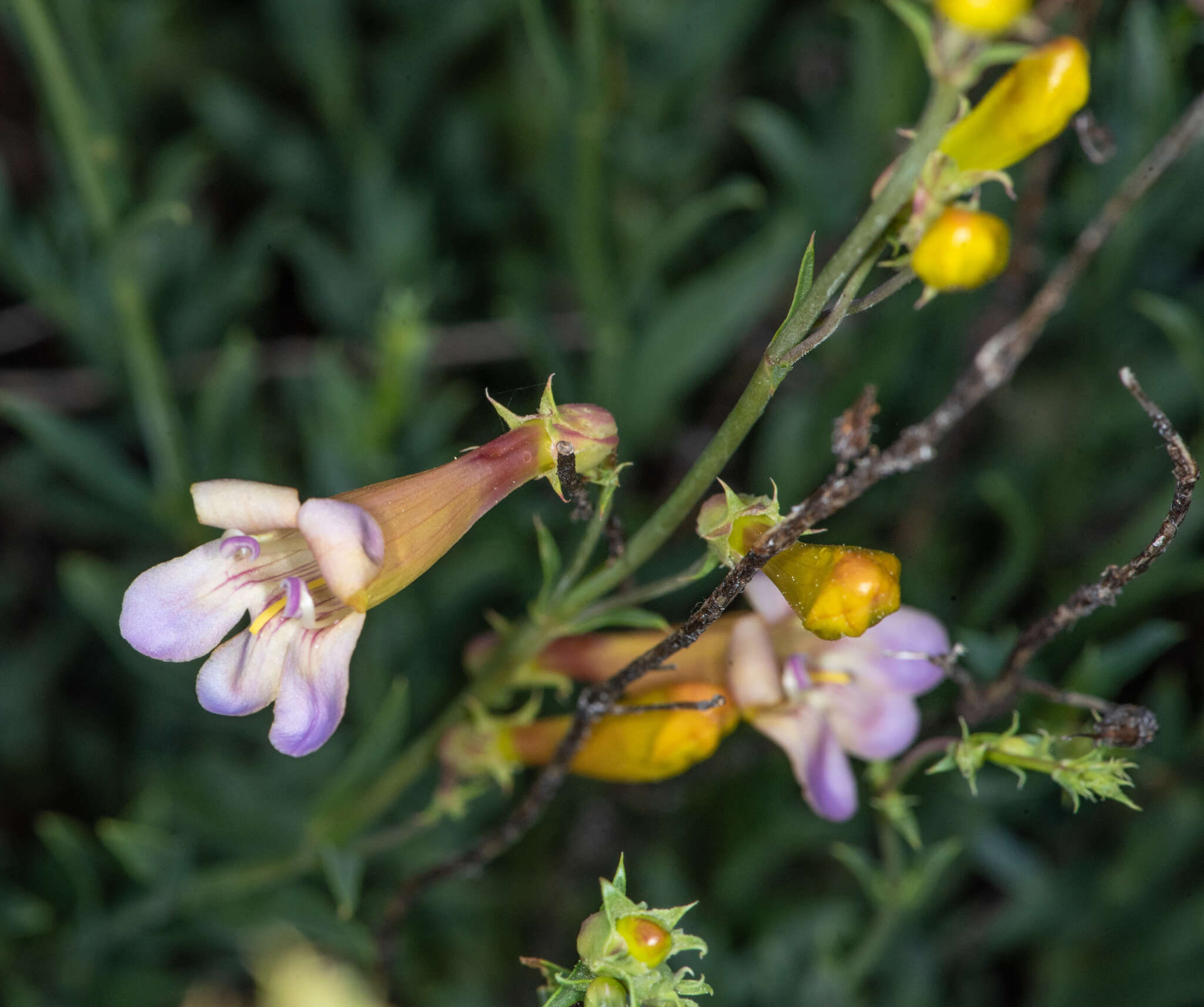 Image of bunchleaf penstemon