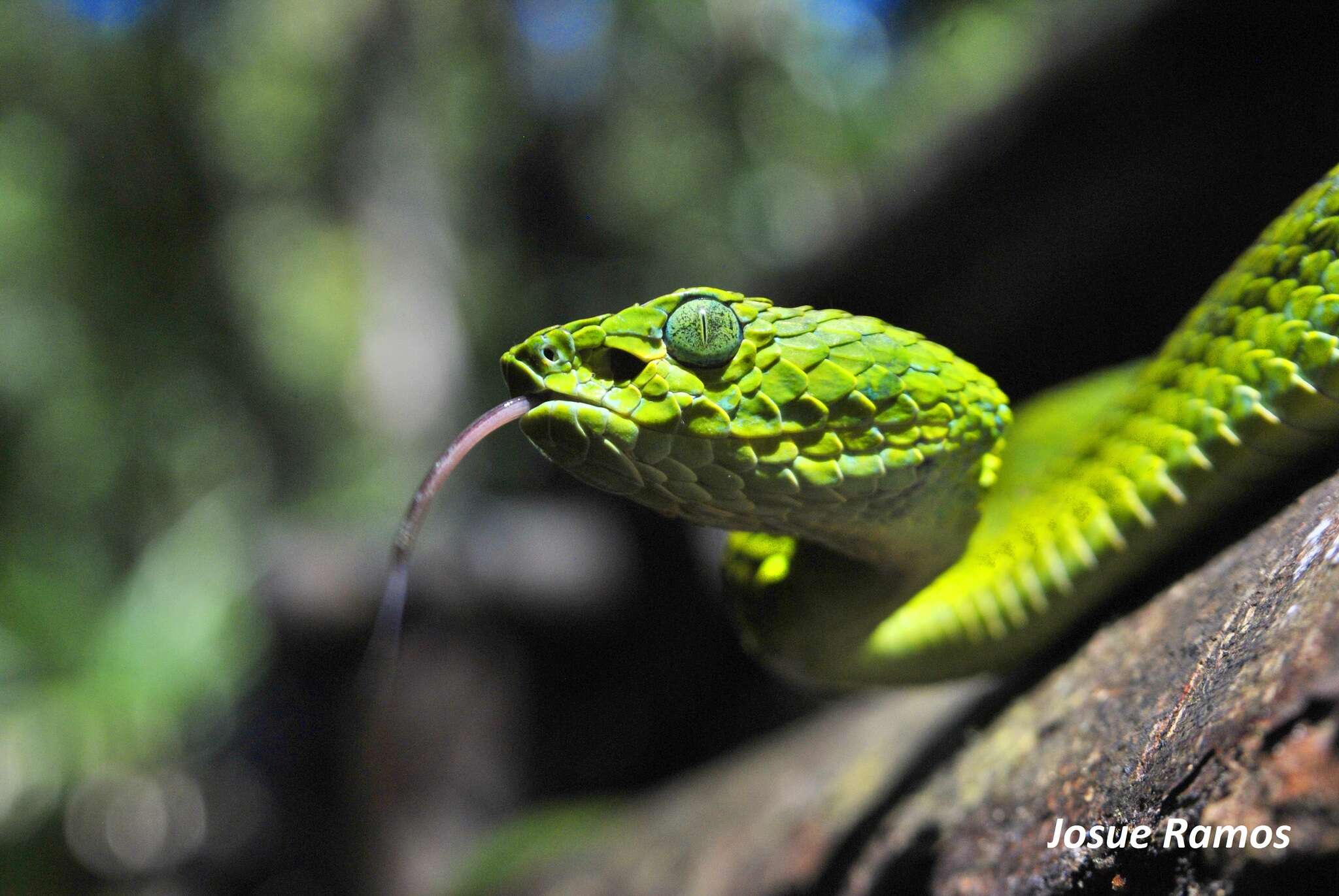 Image of March's Palm Pit Viper