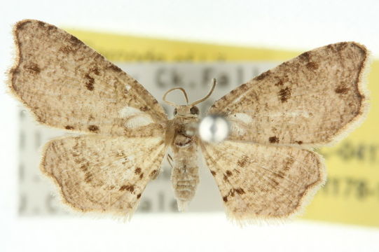 539.anich 10anic 04175 1287452094 jpg.580x360
