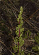 Image of Baccharis patagonica Hook. & Arn.