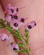 Image of hairy grey heather