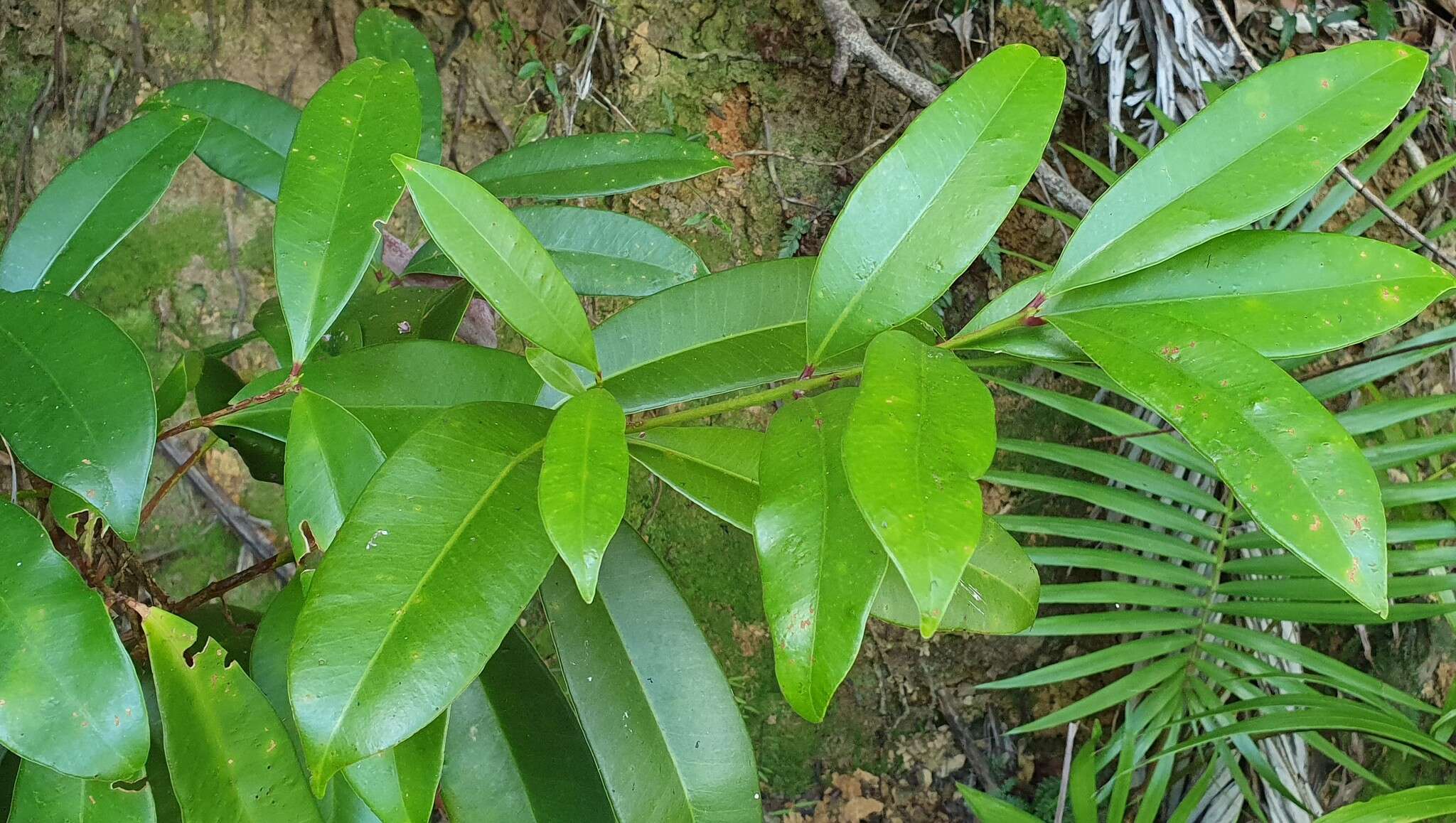 Image of Syzygium moorei (F. Müll.) L. A. S. Johnson