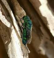 Image of Neochrysis