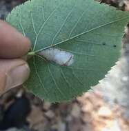 Phyllonorycter lucetiella (Clemens 1859)的圖片