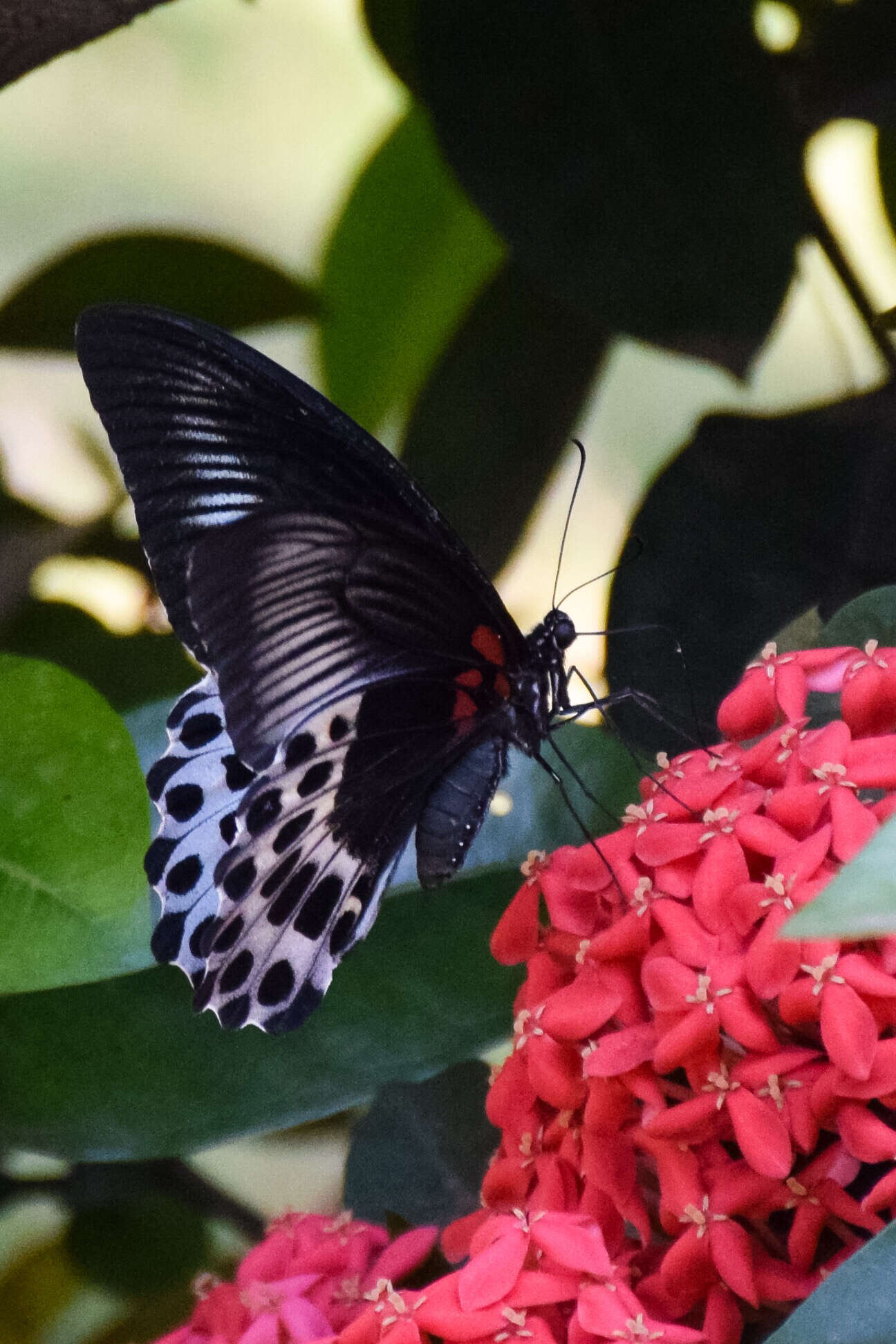 Image of Blue Mormon