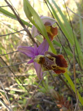 Image of Ophrys fuciflora subsp. apulica O. Danesch & E. Danesch