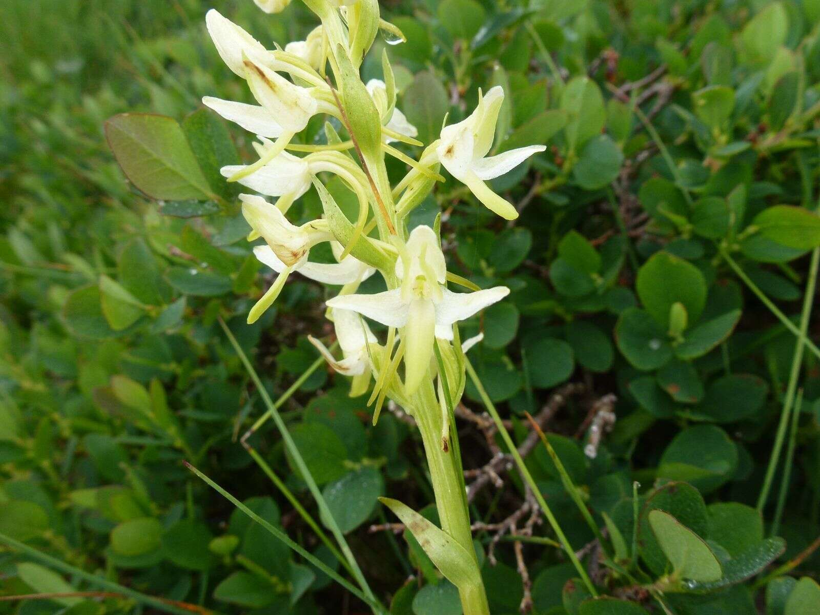 Image of lesser butterfly-orchid