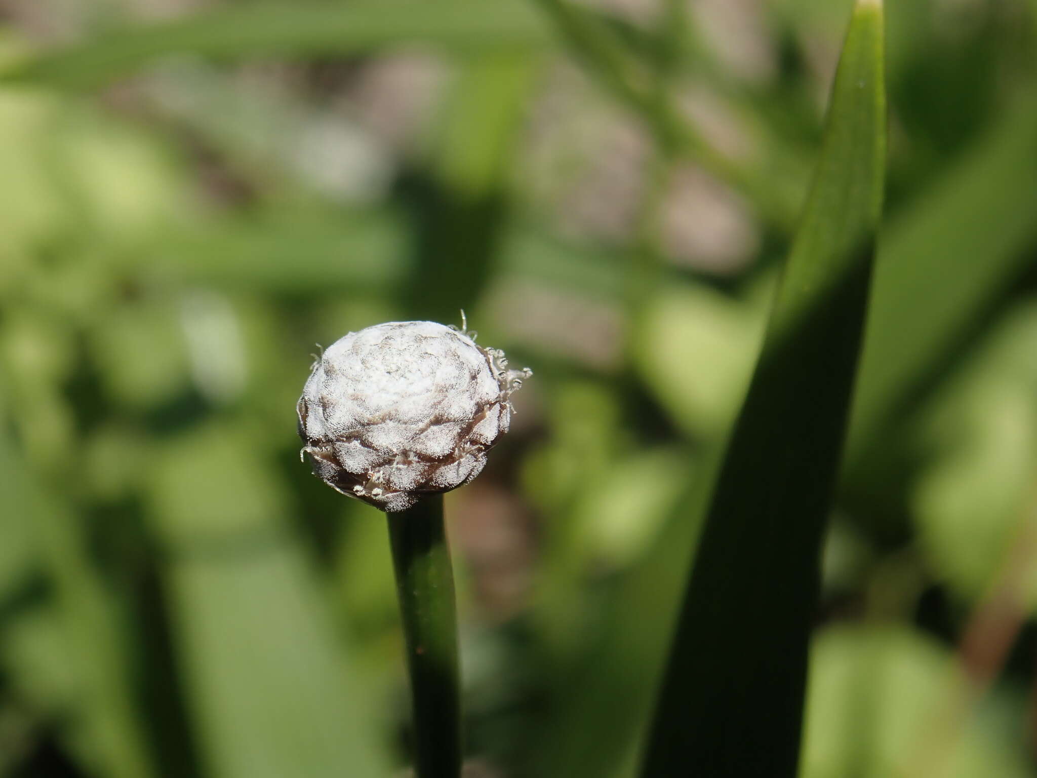 Image of sixangle pipewort