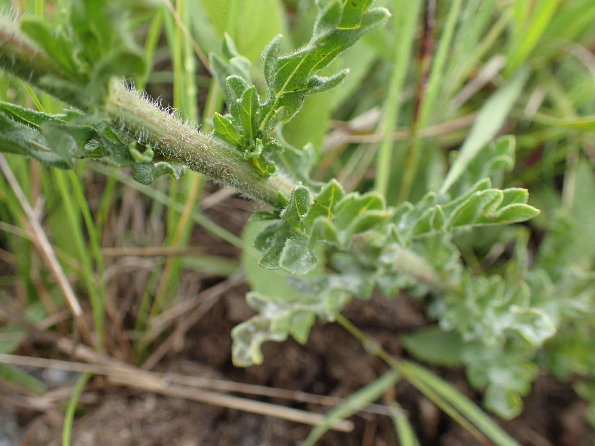 Plancia ëd Nidorella pinnata (L. fil.) J. C. Manning & Goldblatt