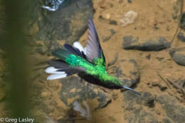 Image of White-tailed Sabrewing