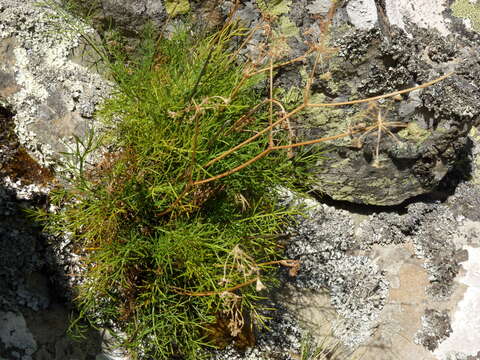 Plancia ëd Anisotome brevistylis (Hook. fil.) Cockayne