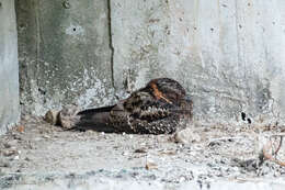 Image of Lyre-tailed Nightjar