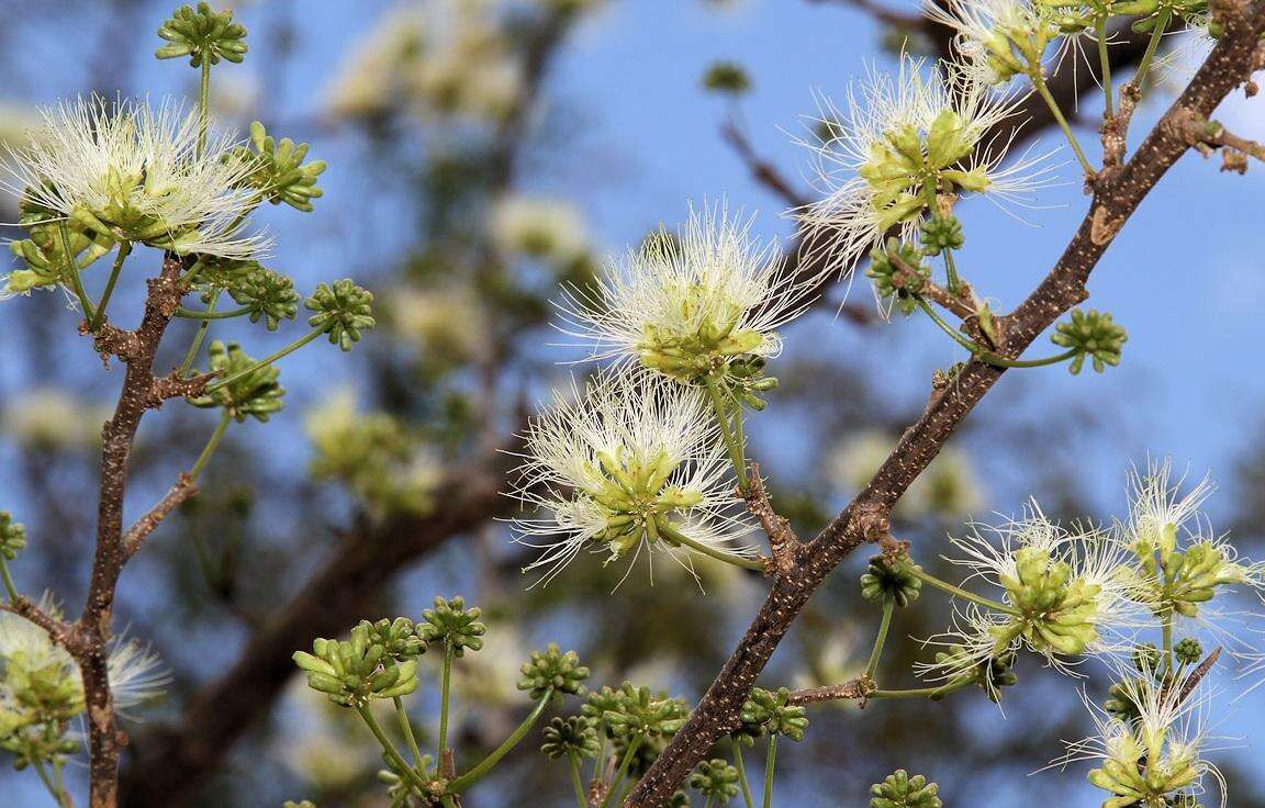 Слика од Albizia anthelmintica Brongn.