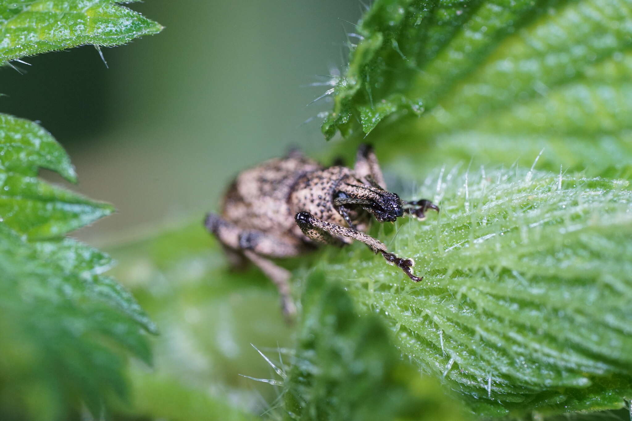 Panscopus (Phymatinus) gemmatus Le Conte 1857的圖片