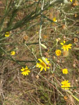 Image de Pityopsis graminifolia var. tenuifolia (Torr.) J. C. Semple & F. D. Bowers