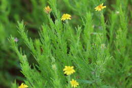 Plancia ëd Osteospermum muricatum E. Mey. ex DC.