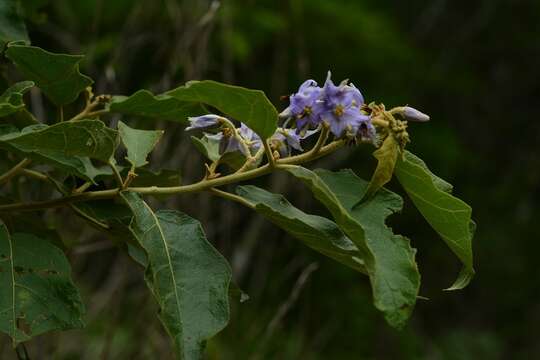 Image of devil's fig