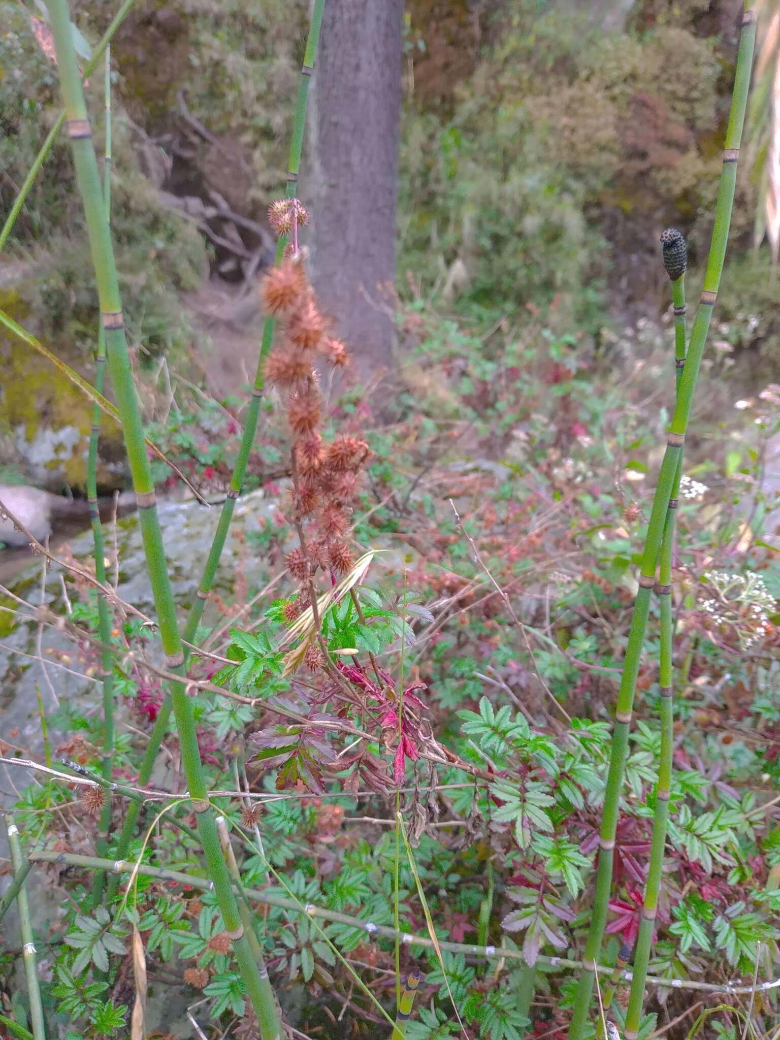 Image of Acaena elongata L.