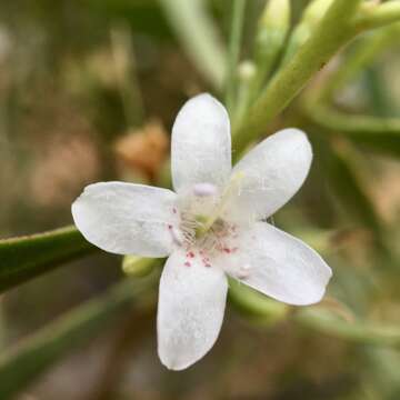 صورة Myoporum platycarpum R. Br.