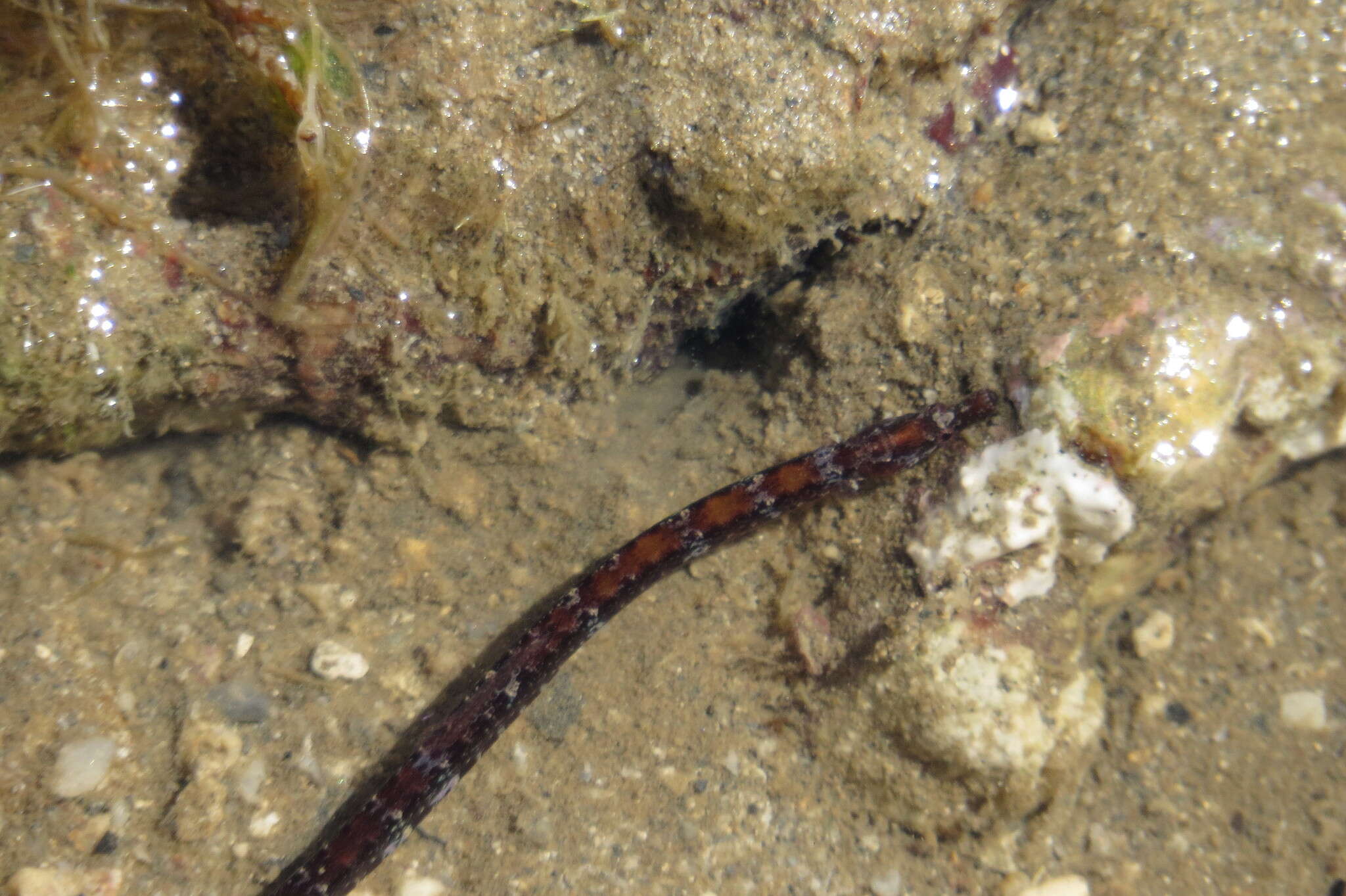 Image of Booth's pipefish