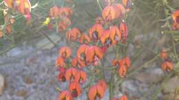 Image of Daviesia incrassata Sm.