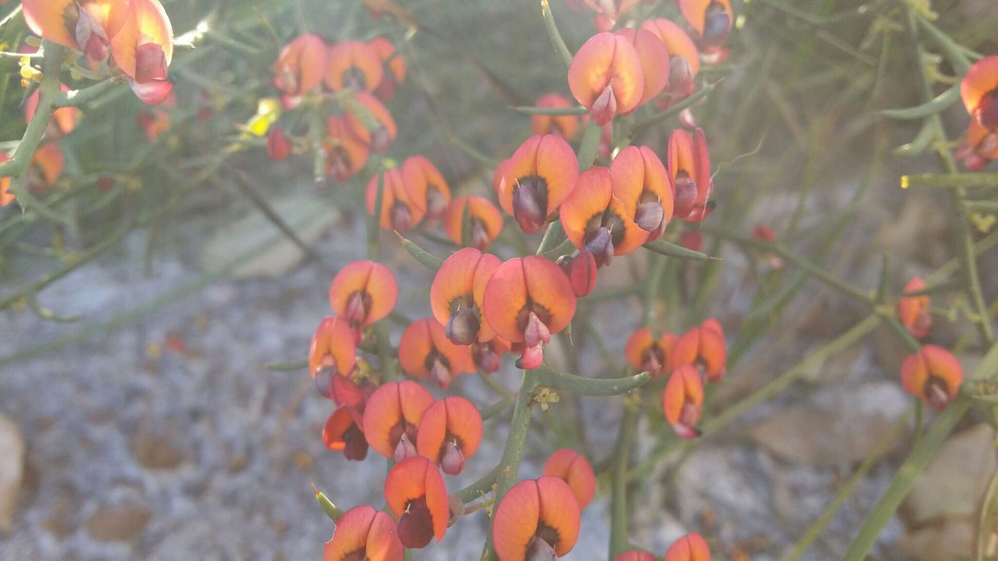 Image of Daviesia incrassata Sm.