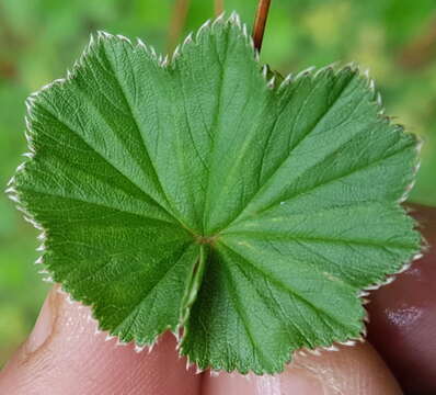 Image of Lachemilla pectinata (Kunth) Rothm.