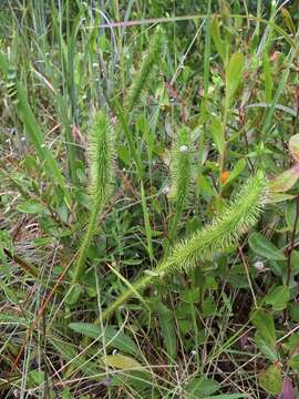 Image of Feather-Stem Club-Moss