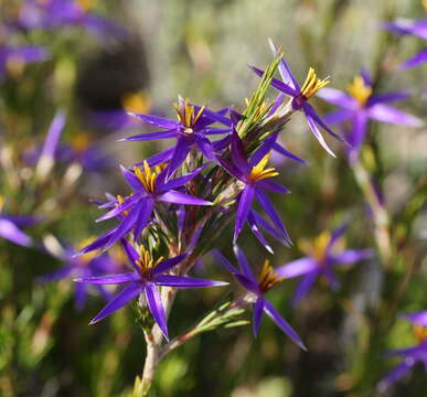 Image of Calectasia intermedia Sond.