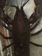 Image of Cambarus cracens R. W. Bouchard & Hobbs 1976