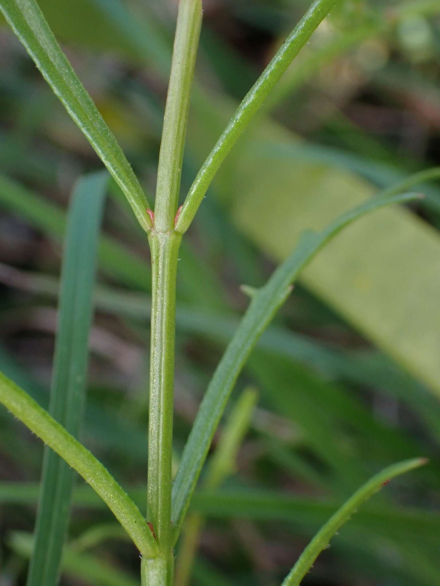 Image of Haloragis heterophylla Brongn.