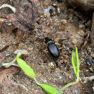 Image of Nebria (Reductonebria) pallipes Say 1823