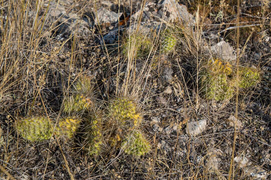 Image of hairspine pricklypear