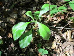 Image de Eurybia radulina (A. Gray) G. L. Nesom