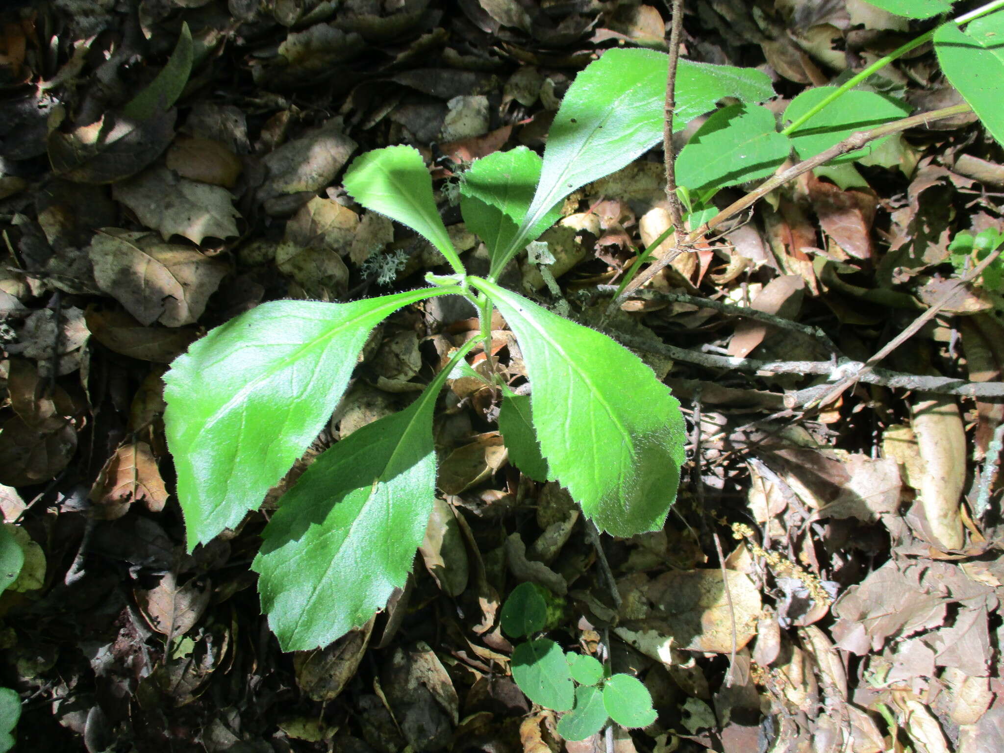 Image of roughleaf aster