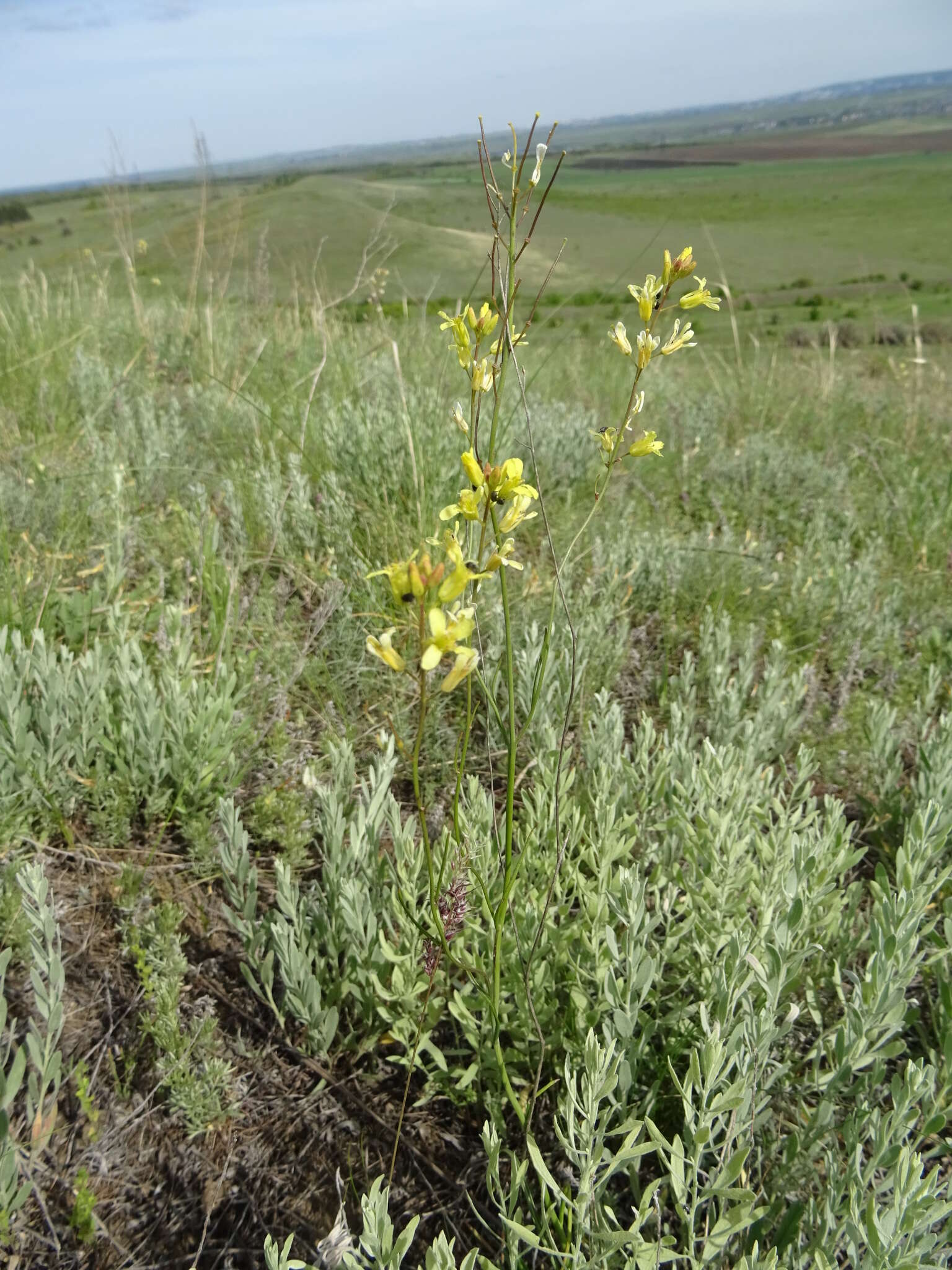 Image of Sisymbrium polymorphum (Murray) Roth