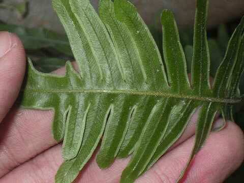 Image of Pteris heteromorpha Fée