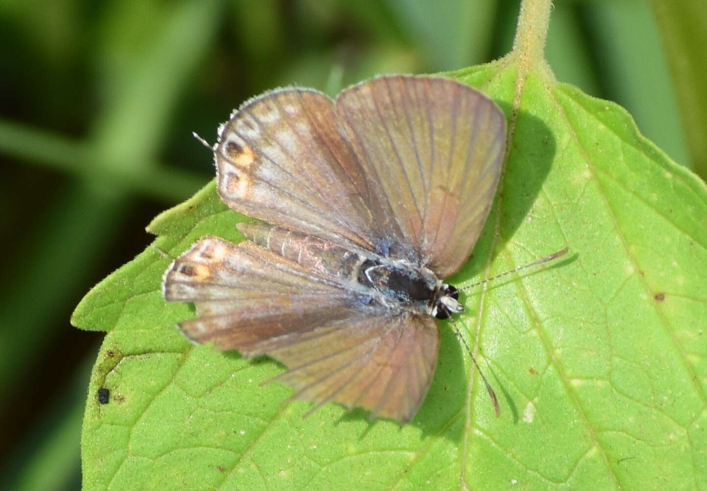 صورة Euchrysops cnejus (Fabricius 1798)