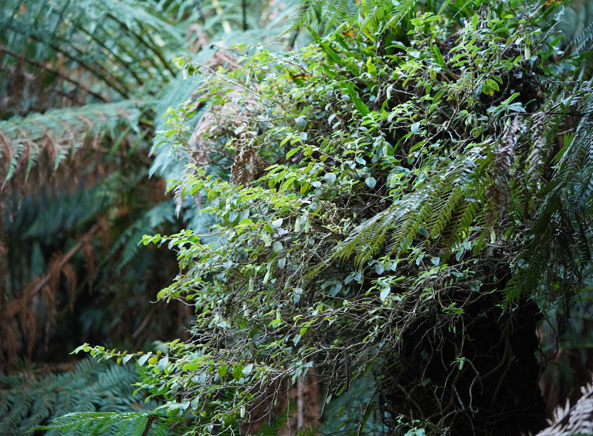 Imagem de Fieldia australis A. Cunn.