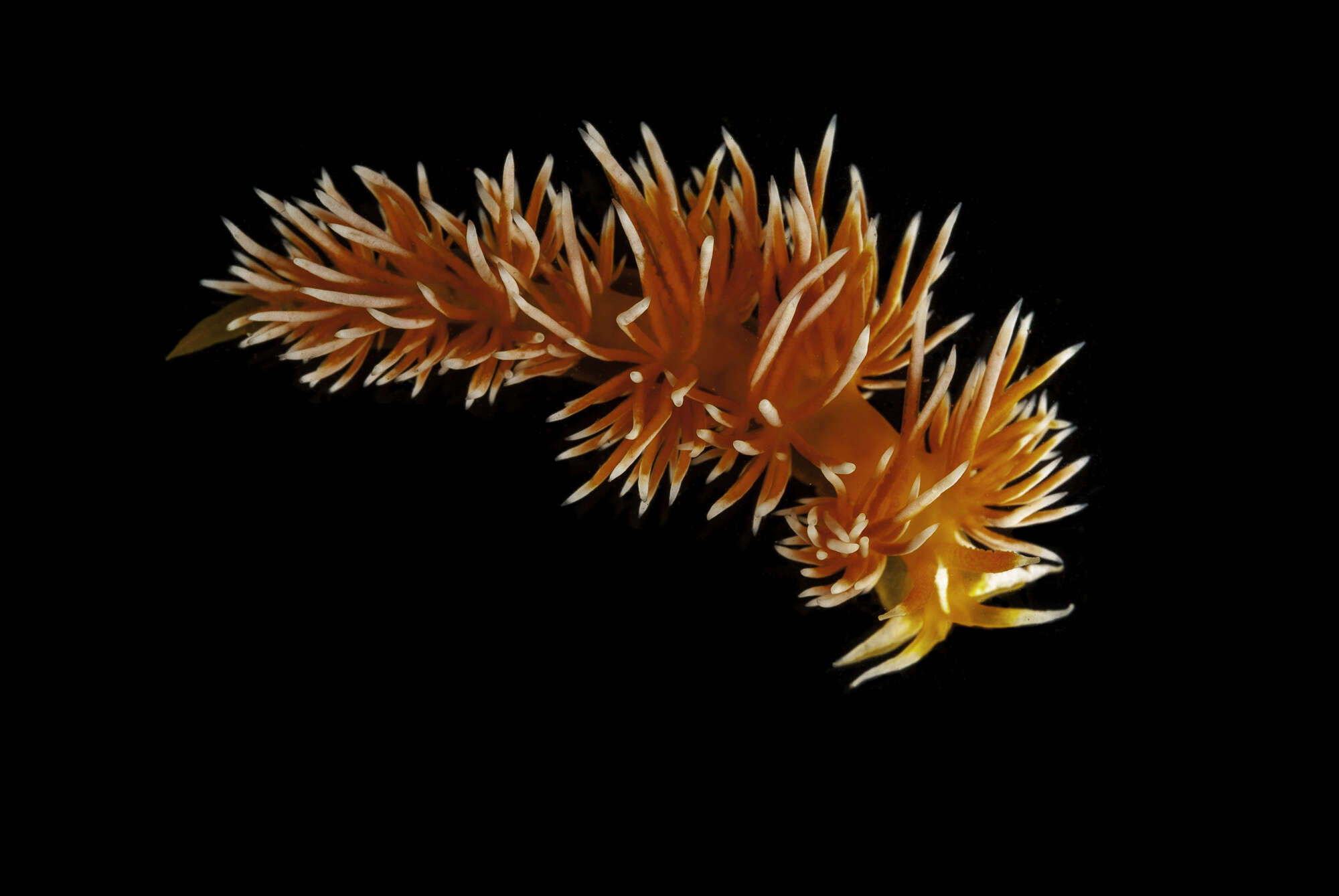 Image of Sakuraeolis arcana Ellis-Diamond, Picton, Tibiriçá & Sigwart 2021