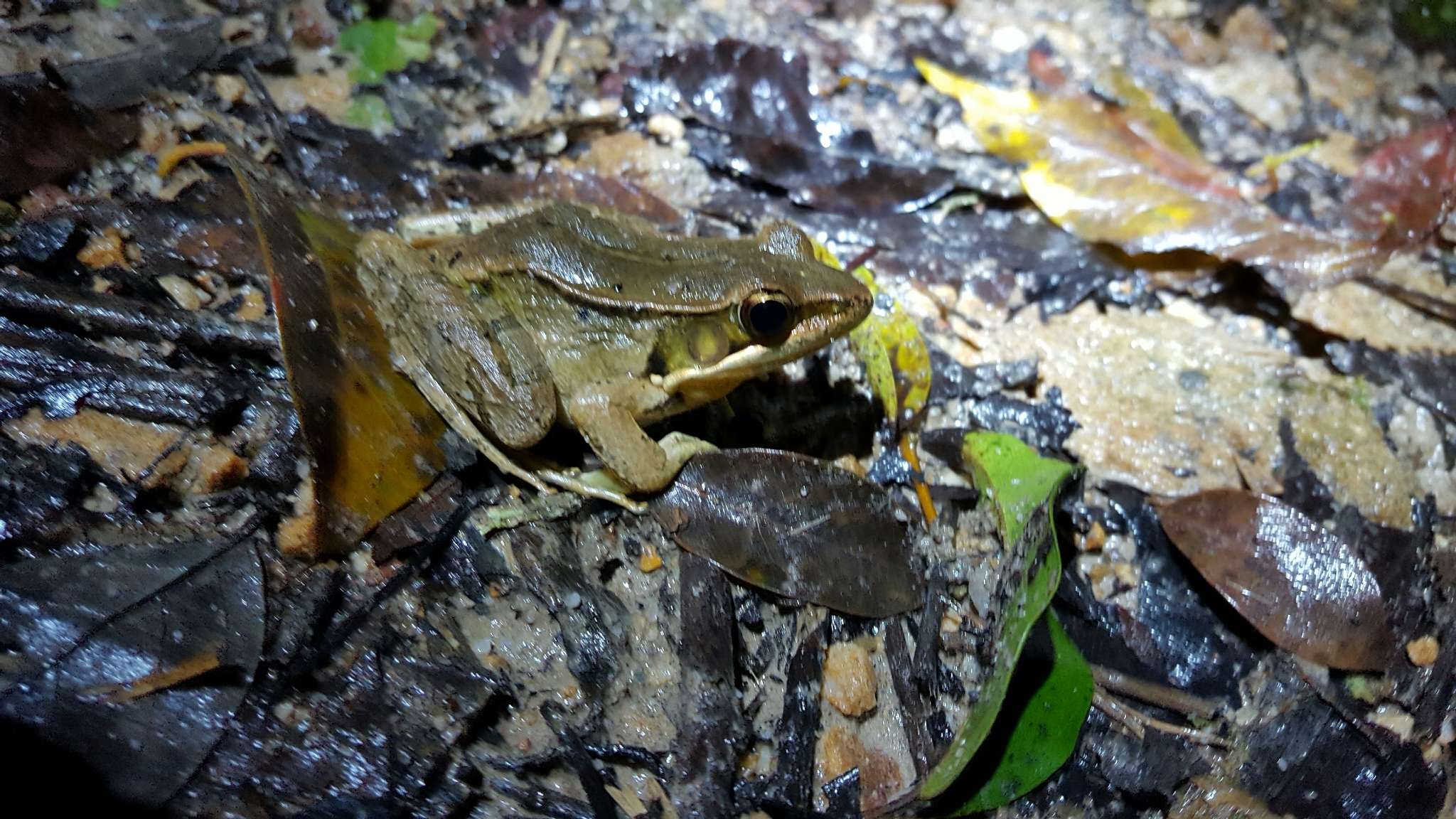 Image of Nidirana adenopleura (Boulenger 1909)