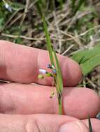 Sisyrinchium campestre E. P. Bicknell的圖片